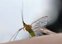 insect05