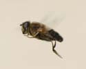 insect06