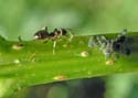 insect08