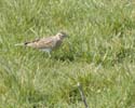lark