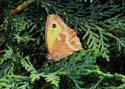 lepidoptera01