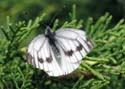 lepidoptera02