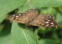 lepidoptera03