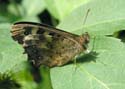 lepidoptera04