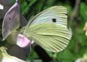 lepidoptera05
