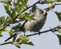 longtailed tit