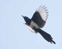 magpie 01