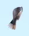pigeon 02b