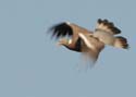 pigeon001