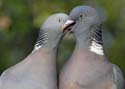 pigeon002