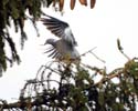 pigeon01