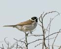 reedbunting01