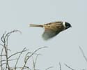 reedbunting02