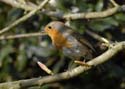 robin001