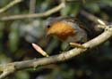 robin002