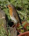 robin003
