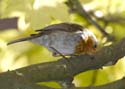 robin004