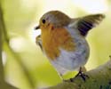 robin005