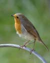 robin006