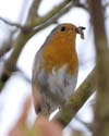robin007