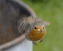 robin009