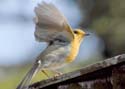 robin010