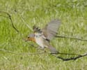 robin11