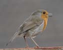 robin12