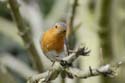robin13