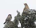 sparrow and thrush