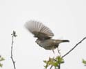 sparrow-01