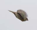 sparrow002