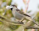 sparrow04