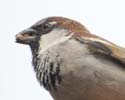 sparrow99