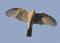 sparrowhawk