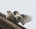 sparrows