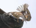 sparrows14