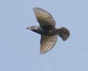 starling002