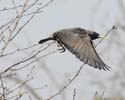 starling006