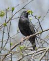 starling01