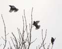 starlings14