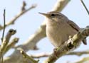 wren001