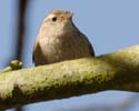 wren01
