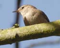 wren02